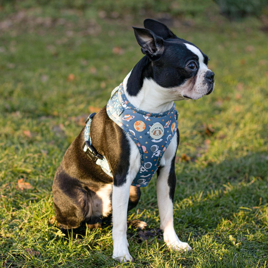 Adjustable Harness Set in Outer Space