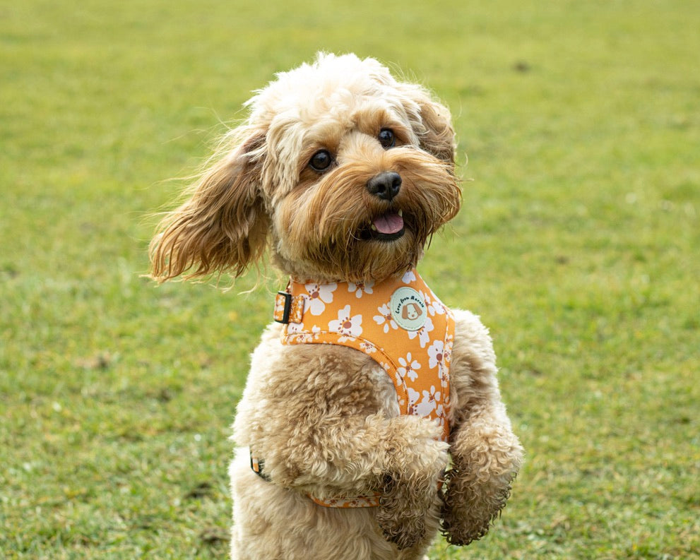 Orange Blossom Harness