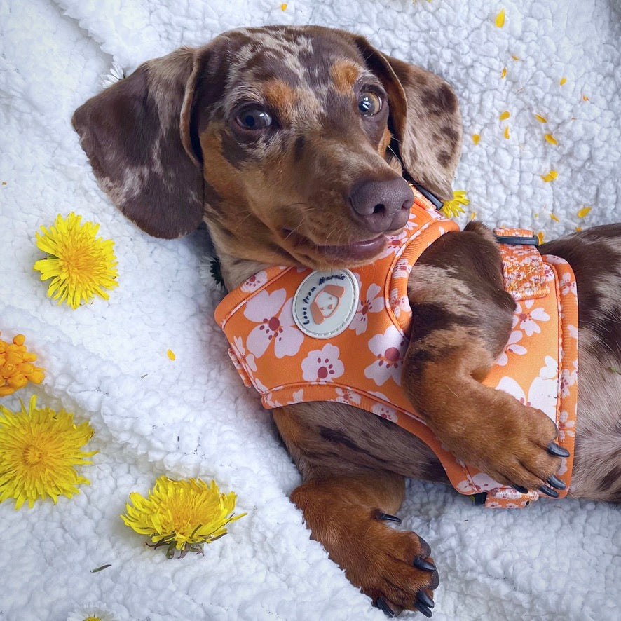 Orange Blossom Harness