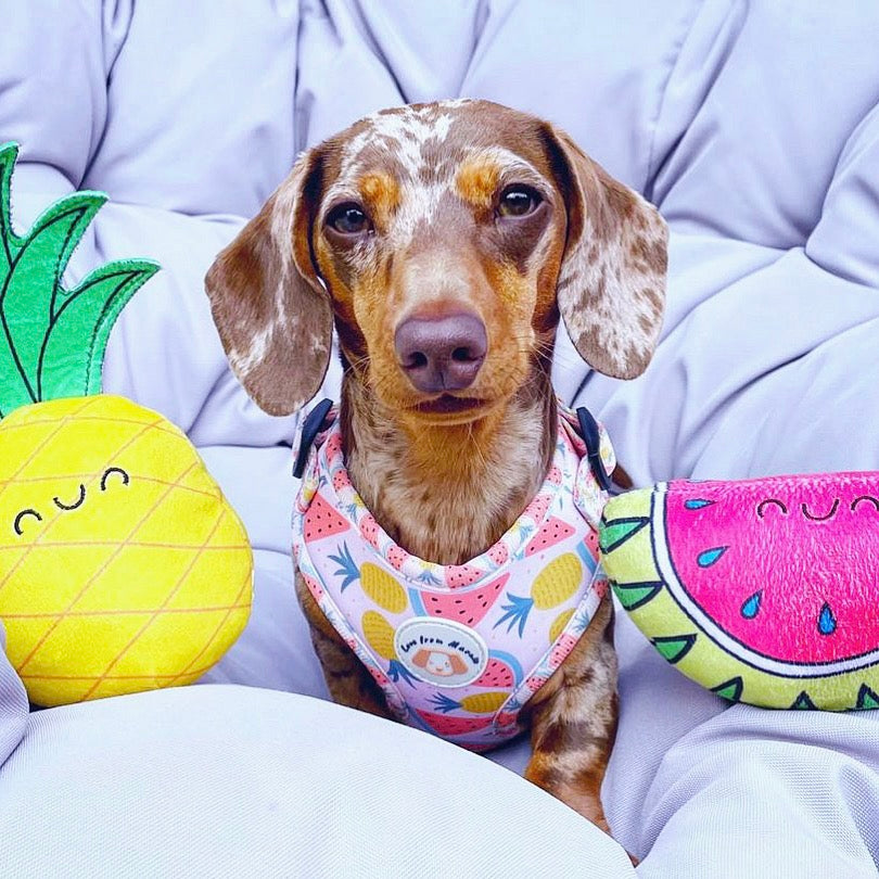 Fruitalicious Harness