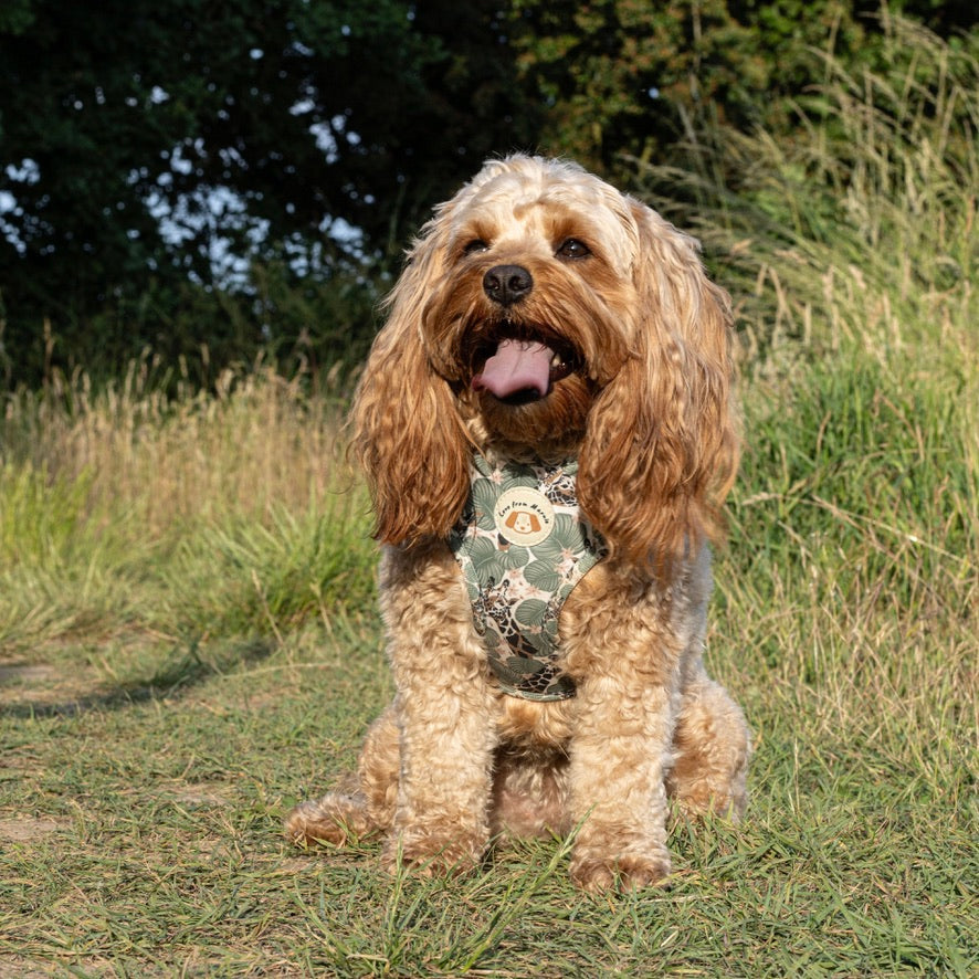 Wild Giraffe Harness