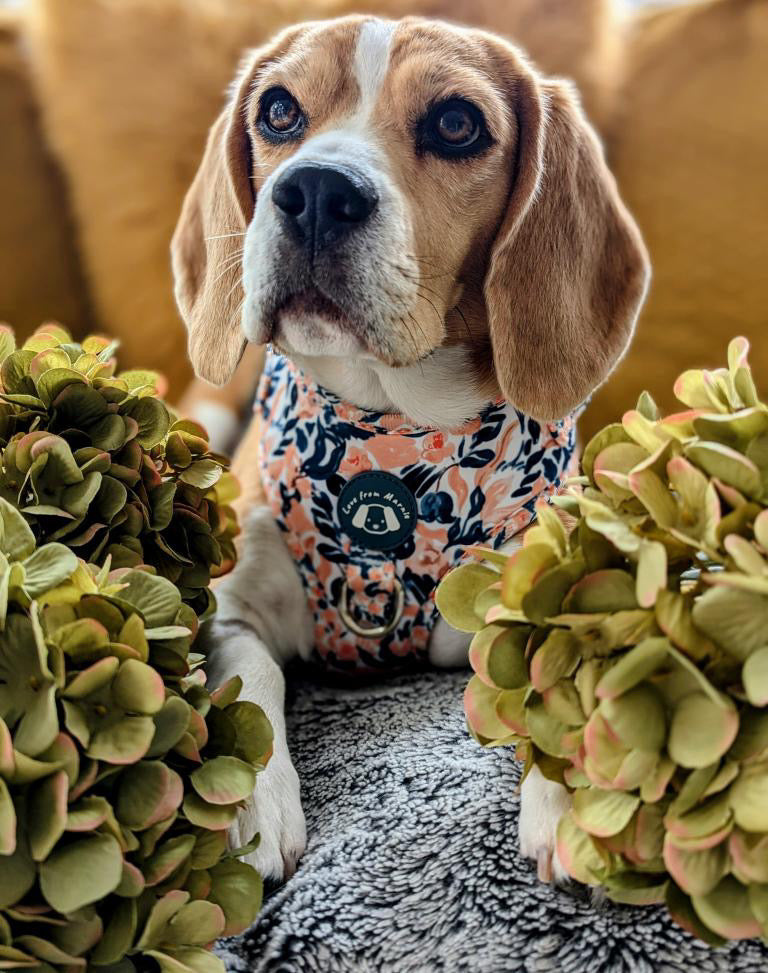 Pastel Peach Harness