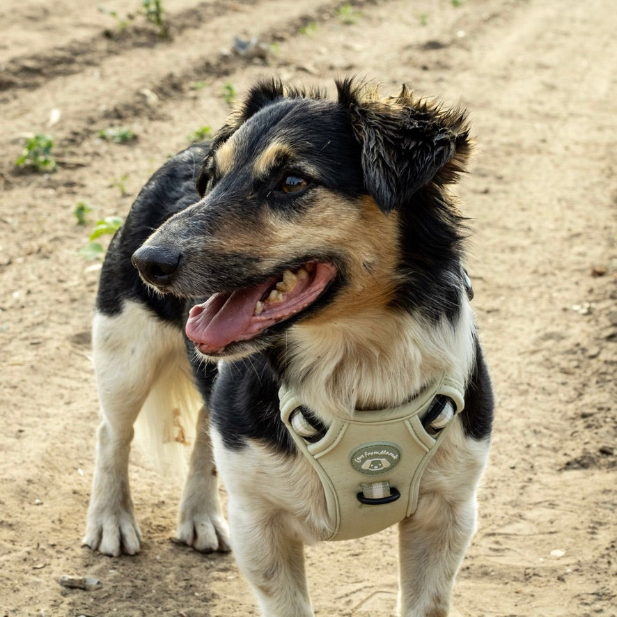 Dynamic Harness - Pistachio Green