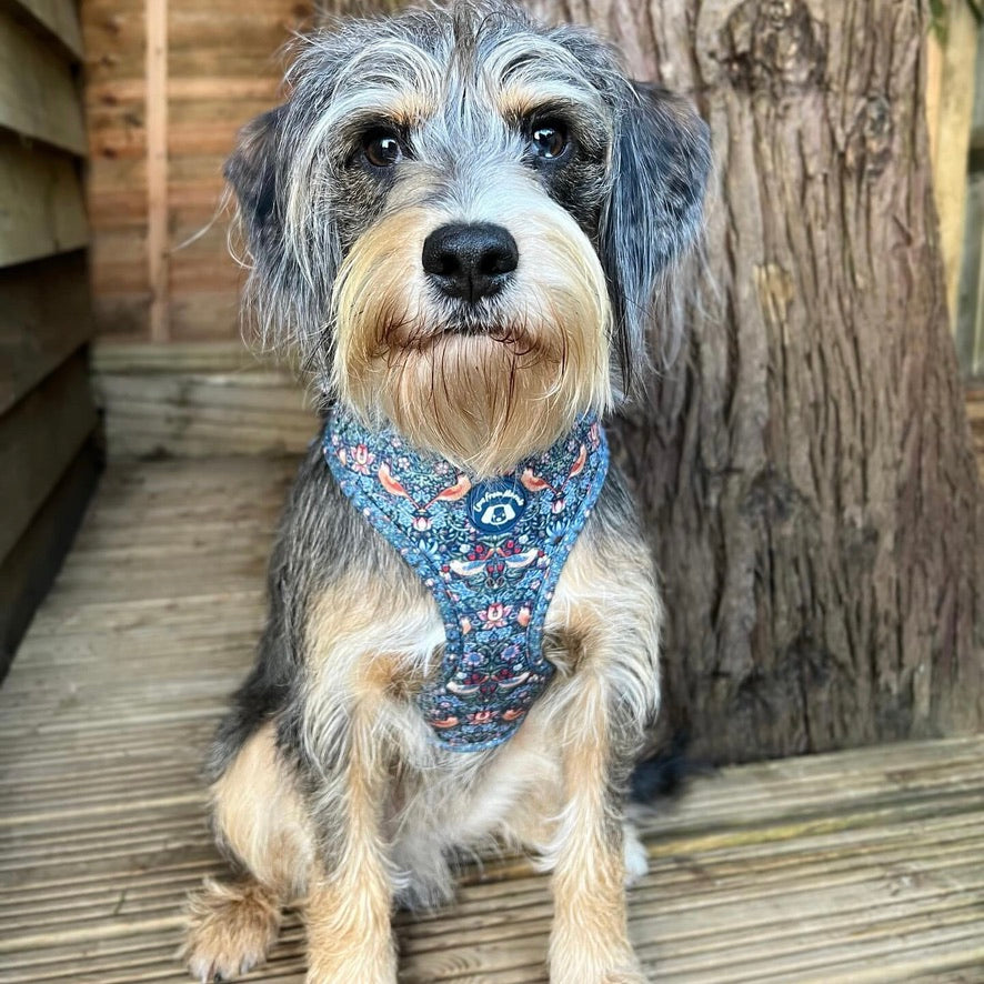 Strawberry Thief Harness