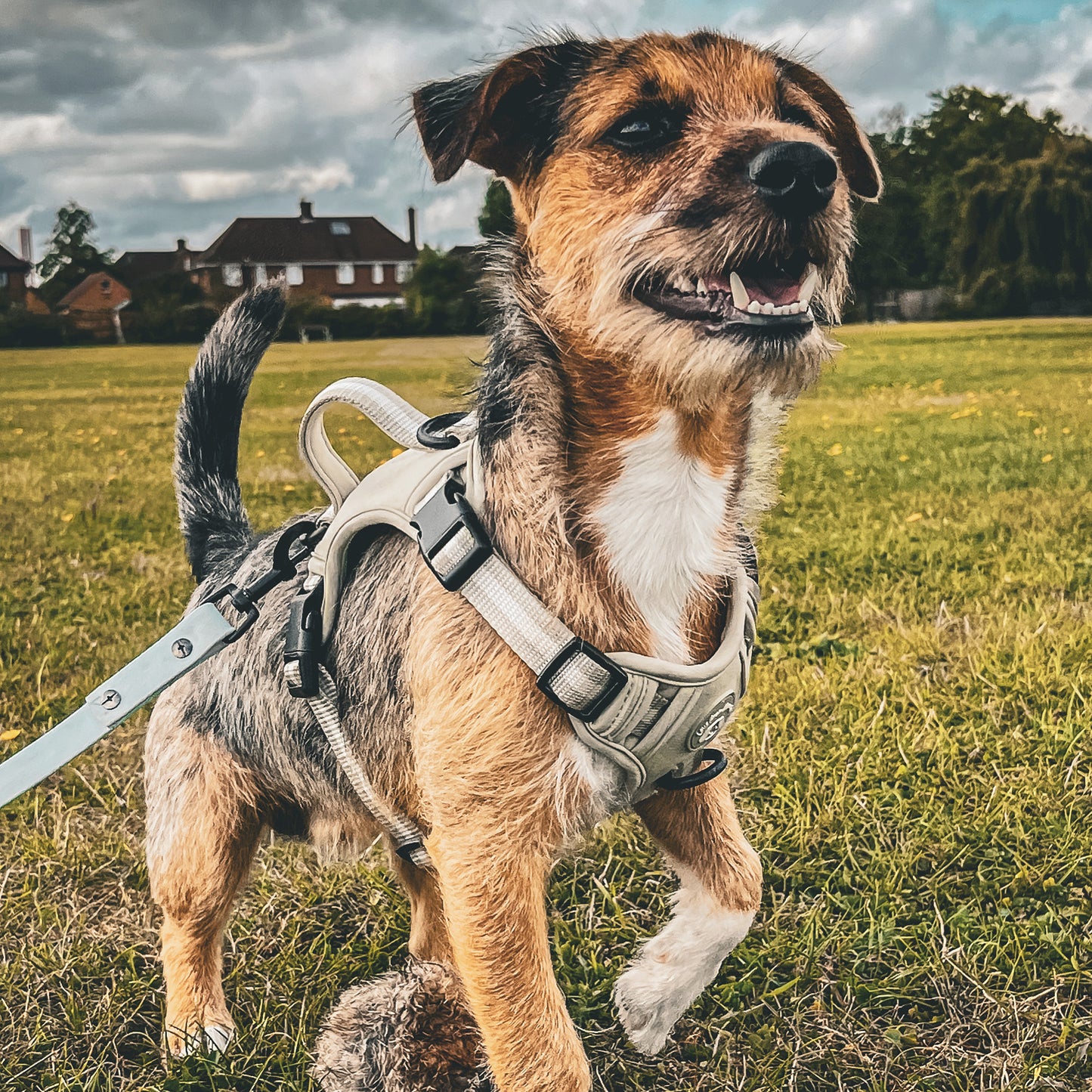 Dynamic Harness - Pistachio Green