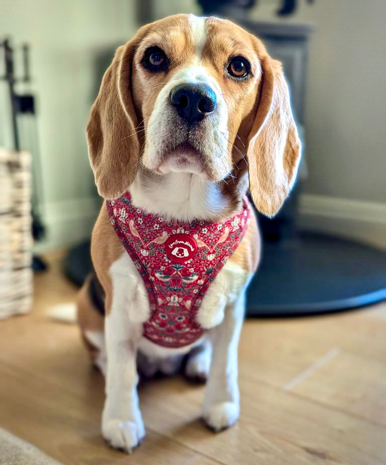 Red Strawberry Thief Harness