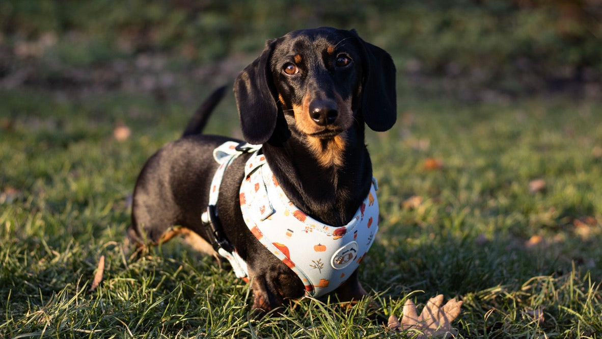 Sweater Weather Harness