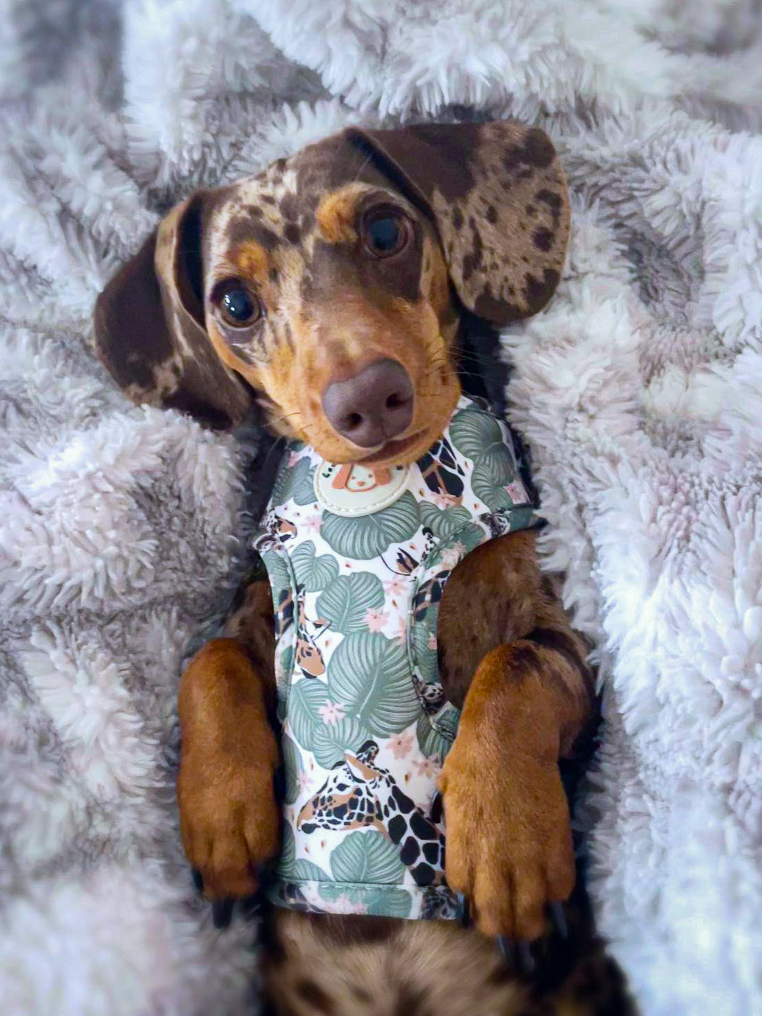 Wild Giraffe Harness