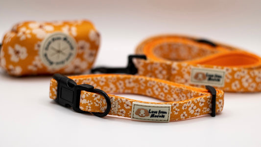 Orange Blossom Collar