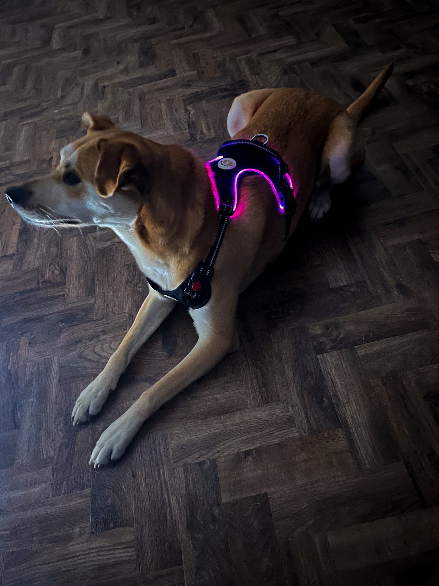 Black LED Harness